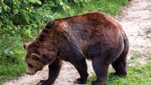 It’s not clear how the bear got past an electrified fence, then scaled a nearly 4-meter (13-foot) high barrier.(representational image) It’s not clear how the bear got past an electrified fence, then scaled a nearly 4-meter (13-foot) high barrier.(representational image)