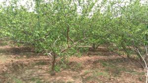 In two blocks of Bharatpur district, at least 500,000 guava trees have increased the income of farmers manifold.(HT Photo) In two blocks of Bharatpur district, at least 500,000 guava trees have increased the income of farmers manifold.(HT Photo)