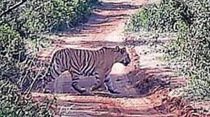 A senior forest department official said on condition of anonymity, “Relocation or developing a new habitat is part of an action plan for the next 10 years.(HT Photo) A senior forest department official said on condition of anonymity, “Relocation or developing a new habitat is part of an action plan for the next 10 years.(HT Photo)