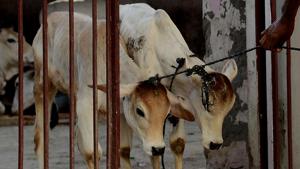 Fifteen buffaloes and two cows were killed when the roof of a cattle shed collapsed on them due to rain in outer Delhi’s Najafgarh on Thursday morning.(AFP Photo) Fifteen buffaloes and two cows were killed when the roof of a cattle shed collapsed on them due to rain in outer Delhi’s Najafgarh on Thursday morning.(AFP Photo)
