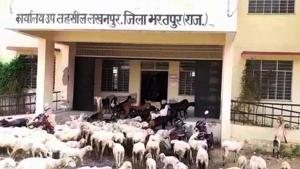 The angry villagers say that the government office will be used only for animals till officials are posted there.(HT Photo) The angry villagers say that the government office will be used only for animals till officials are posted there.(HT Photo)