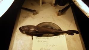The image shows a 5.5-inch long rare pocket shark.(AP File Photo) The image shows a 5.5-inch long rare pocket shark.(AP File Photo)