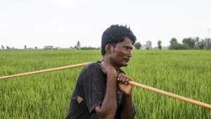Farmers in Haryana have opted for a model designed by the state government where they are encouraged to grow maize instead of rice.(Bloomberg) Farmers in Haryana have opted for a model designed by the state government where they are encouraged to grow maize instead of rice.(Bloomberg)