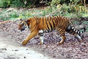 A tiger crossing a road at Corbett Tiger Reserve in Ramnagar.(HT File Photo) A tiger crossing a road at Corbett Tiger Reserve in Ramnagar.(HT File Photo)