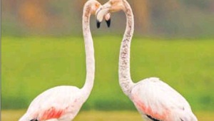 A couple of greater flamingos traverse through shallow waters.(Photo Credit: Yogesh Kumar) A couple of greater flamingos traverse through shallow waters.(Photo Credit: Yogesh Kumar)