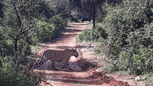 Three routes are now open for safari at the Sariska tiger reserve.(HT File Photo) Three routes are now open for safari at the Sariska tiger reserve.(HT File Photo)