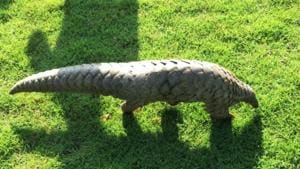 Forest officials rescued this Pangolin and released it in a safe part of Dalma Wildlife Sanctuary in Jamshedpur, on Monday, July 22, 2019.(Manoj Kumar / HT Photo) Forest officials rescued this Pangolin and released it in a safe part of Dalma Wildlife Sanctuary in Jamshedpur, on Monday, July 22, 2019.(Manoj Kumar / HT Photo)