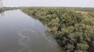 The state forest department approved to grant around 1.44 acre (0.58 hectare) of mangrove forest land to the Mumbai Metropolitan Region Development Authority (MMRDA) for constructing a six-lane bridge over the Ulhas creek connecting Thane and Dombivli.(Praful Gangurde/ Hindustan Times) The state forest department approved to grant around 1.44 acre (0.58 hectare) of mangrove forest land to the Mumbai Metropolitan Region Development Authority (MMRDA) for constructing a six-lane bridge over the Ulhas creek connecting Thane and Dombivli.(Praful Gangurde/ Hindustan Times)