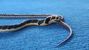 Joey’s owner Panya Tulyasuk recorded the pet’s meal time when he fed it a smaller dead cobra at his residence.(Screengrap) Joey’s owner Panya Tulyasuk recorded the pet’s meal time when he fed it a smaller dead cobra at his residence.(Screengrap)