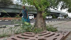 The move has come after the department received complaints of concretised trees and plants in schools. (Image used for representational purpose).(Raj K Raj/HT PHOTO.) The move has come after the department received complaints of concretised trees and plants in schools. (Image used for representational purpose).(Raj K Raj/HT PHOTO.)
