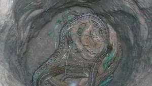 rat snake rescued.(HT Photo) rat snake rescued.(HT Photo)