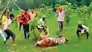 A video grab of the villagers attacking the tigress in Pilibhit Tiger Reserve.(Video grab) A video grab of the villagers attacking the tigress in Pilibhit Tiger Reserve.(Video grab)
