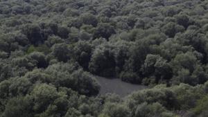 Mangroves, the distinctive trees found in intertidal regions along the world’s tropical and subtropical coastlines, have many rare qualities.(Hindustan Times) Mangroves, the distinctive trees found in intertidal regions along the world’s tropical and subtropical coastlines, have many rare qualities.(Hindustan Times)