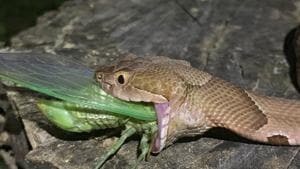 The image shows a copperhead snake eating a cicada.(AP File photo) The image shows a copperhead snake eating a cicada.(AP File photo)