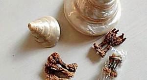 The suspects sold hatha jodi (dried genitalia of monitor lizards) and protected seashells, both banned in the country.(HT Photo) The suspects sold hatha jodi (dried genitalia of monitor lizards) and protected seashells, both banned in the country.(HT Photo)