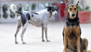 While civic agencies admitted to the problem, they claimed helplessness in addressing the problem, especially related to dogs and monkeys.(HT Photo) While civic agencies admitted to the problem, they claimed helplessness in addressing the problem, especially related to dogs and monkeys.(HT Photo)