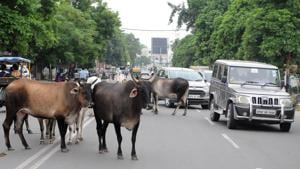 The residents’ welfare association (RWA) of Sector 23-A on Friday wrote a letter to the Municipal Corporation of Gurugram(MCG) seeking its intervention to check the increasing menace of stray animals in the area after a stray cow allegedly attacked an elderly gentleman.(Dheeraj Dhawan/Hindustan Times (Representative)) The residents’ welfare association (RWA) of Sector 23-A on Friday wrote a letter to the Municipal Corporation of Gurugram(MCG) seeking its intervention to check the increasing menace of stray animals in the area after a stray cow allegedly attacked an elderly gentleman.(Dheeraj Dhawan/Hindustan Times (Representative))