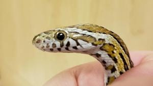 In a bizarre incident, a man bit a snake into pieces after the reptile attacked him on Sunday night. (Representative Image)(AP) In a bizarre incident, a man bit a snake into pieces after the reptile attacked him on Sunday night. (Representative Image)(AP)