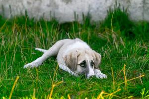 Presently, Mumbai has one pet crematorium at the Bombay Society for the Prevention of Cruelty to Animals’ (BSPCA) veterinary hospital at Parel Presently, Mumbai has one pet crematorium at the Bombay Society for the Prevention of Cruelty to Animals’ (BSPCA) veterinary hospital at Parel