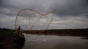 A fisherman was dragged away by a tiger on Monday afternoon in the Sundarbans.(AP/representational Image) A fisherman was dragged away by a tiger on Monday afternoon in the Sundarbans.(AP/representational Image)