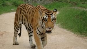 India now has 2,967 tigers, or 7 out of every 10 big cats in the wild in the world, according to a report released on Monday, July 29, 2019.(Subharanjan Sen / HT Photo) India now has 2,967 tigers, or 7 out of every 10 big cats in the wild in the world, according to a report released on Monday, July 29, 2019.(Subharanjan Sen / HT Photo)