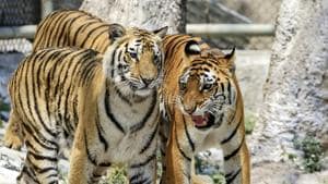 Corbett, which has the highest density of tigers in the country-- over 250 tigers according to wildlife officials -- may have reached saturation point.(PTI Photo)