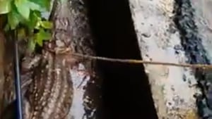 8-foot-long crocodile caught in Chiplun(Youtube/MumbaiLocal)