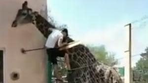 The incident took place at the Shymkent Zoo in Kazakhstan.(Instagram/turkestan_today) The incident took place at the Shymkent Zoo in Kazakhstan.(Instagram/turkestan_today)