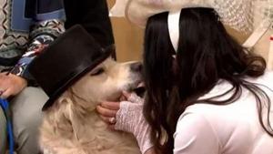 49-year-old Elizabeth Hoad married her golden retriever.(@Shoaib_Hussainx) 49-year-old Elizabeth Hoad married her golden retriever.(@Shoaib_Hussainx)