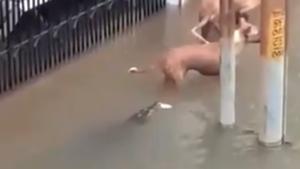 The crocodile extremely close to the dogs.(Twitter) The crocodile extremely close to the dogs.(Twitter)