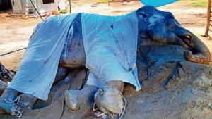 As Lakshmi’s condition was not improving, a panel in June had discussed euthanasia or mercy killing. But the option was ruled out.(HT File Photo) As Lakshmi’s condition was not improving, a panel in June had discussed euthanasia or mercy killing. But the option was ruled out.(HT File Photo)