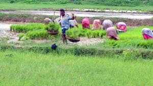 It is August and Delhi is almost in the midst of the monsoon season(Diwakar Prasad/ Hindustan Times)