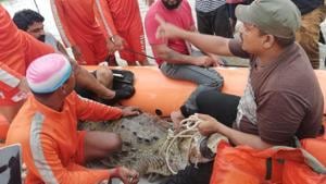 NDRF team rescued a crocodile and later handed it over to forest department officials.(Twitter/@ANI) NDRF team rescued a crocodile and later handed it over to forest department officials.(Twitter/@ANI)