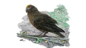 The parrot would have stood about one metre tall and weighed up to seven kilograms, according to a report by an international team of palaeontologists.(Flinders University) The parrot would have stood about one metre tall and weighed up to seven kilograms, according to a report by an international team of palaeontologists.(Flinders University)