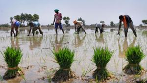 Workers plant paddy saplings in a field near Amritsar.(PTI Photo) Workers plant paddy saplings in a field near Amritsar.(PTI Photo)