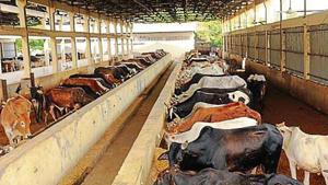 Initially, one lakh cattle will be offered for adoption.(HT archive) Initially, one lakh cattle will be offered for adoption.(HT archive)