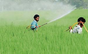 Farmer spraying pesticides in the paddy crops.(HT FILE Photo) Farmer spraying pesticides in the paddy crops.(HT FILE Photo)