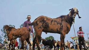 People have been asked to carry out qurbani at secluded places. People have been asked to carry out qurbani at secluded places.