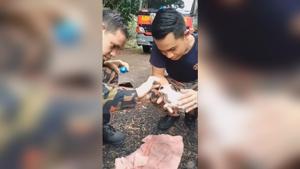 A firefighter is performing CPR on a kitten.(Facebook/Friends of Bomba Malaysia) A firefighter is performing CPR on a kitten.(Facebook/Friends of Bomba Malaysia)