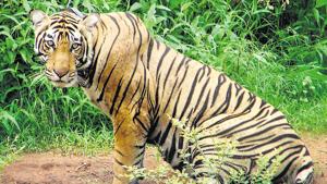 The Sariska Tiger reserve has lost four tigers and three cubs in the last 15 months.(AP Photo) The Sariska Tiger reserve has lost four tigers and three cubs in the last 15 months.(AP Photo)
