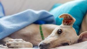 While veterinarians who are dealing with mental health issues may exhibit symptoms common to all populations, such as sadness that interferes with daily activities or changes in appetite.(Unsplash) While veterinarians who are dealing with mental health issues may exhibit symptoms common to all populations, such as sadness that interferes with daily activities or changes in appetite.(Unsplash)