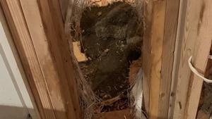 The bear escapes by smashing through a wall.(Facebook/The Ester Police Department) The bear escapes by smashing through a wall.(Facebook/The Ester Police Department)