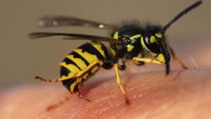 Oldenburg police said the unusual sting operation took place Monday (representational image).(Unsplash) Oldenburg police said the unusual sting operation took place Monday (representational image).(Unsplash)