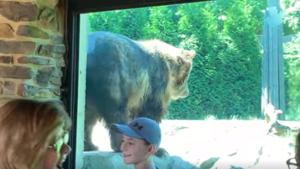 The video of the bear created a stir among people.(Facebook/Akron Zoo) The video of the bear created a stir among people.(Facebook/Akron Zoo)