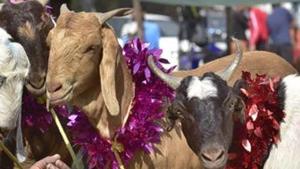 Thanks to a first-time initiative by the civic body and local police, to use barcode identifiers for goats at the Deonar market ahead of Bakri Eid, as many as six cases of goat stealing were detected this month.(Gurpreet Singh/HT) Thanks to a first-time initiative by the civic body and local police, to use barcode identifiers for goats at the Deonar market ahead of Bakri Eid, as many as six cases of goat stealing were detected this month.(Gurpreet Singh/HT)