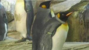 10-year-old Royal penguins Skipper and Ping.(Facebook/Zoo Berlin) 10-year-old Royal penguins Skipper and Ping.(Facebook/Zoo Berlin)