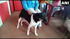 People were moved by the pet’s bravery.(Twitter/@ANI) People were moved by the pet’s bravery.(Twitter/@ANI)