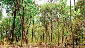 The Wildlife Conservation Strategy of 2002 recommends a buffer of 10 km around sanctuaries. The SC had upheld the policy and directed states and the Centre on several occasions to enforce the ESZ.(HT image) The Wildlife Conservation Strategy of 2002 recommends a buffer of 10 km around sanctuaries. The SC had upheld the policy and directed states and the Centre on several occasions to enforce the ESZ.(HT image)