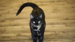 Veterinarians said that cats and rodents carry many types of diseases including protozoan, viral and fungal ones.(Representative Image/AP File Photo) Veterinarians said that cats and rodents carry many types of diseases including protozoan, viral and fungal ones.(Representative Image/AP File Photo)
