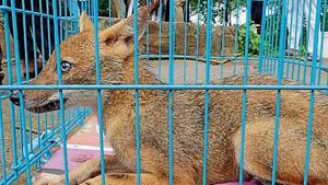 The golden jackal is native to the Indian subcontinent and protected under Schedule II of the Wildlife Protection Act, 1972.(HT image) The golden jackal is native to the Indian subcontinent and protected under Schedule II of the Wildlife Protection Act, 1972.(HT image)